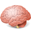 Brain Brain